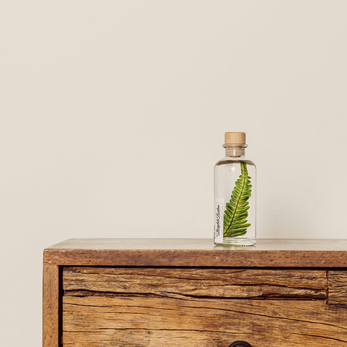 HERBARIUM DE THEOPHILE - Plante immergée Argyrea