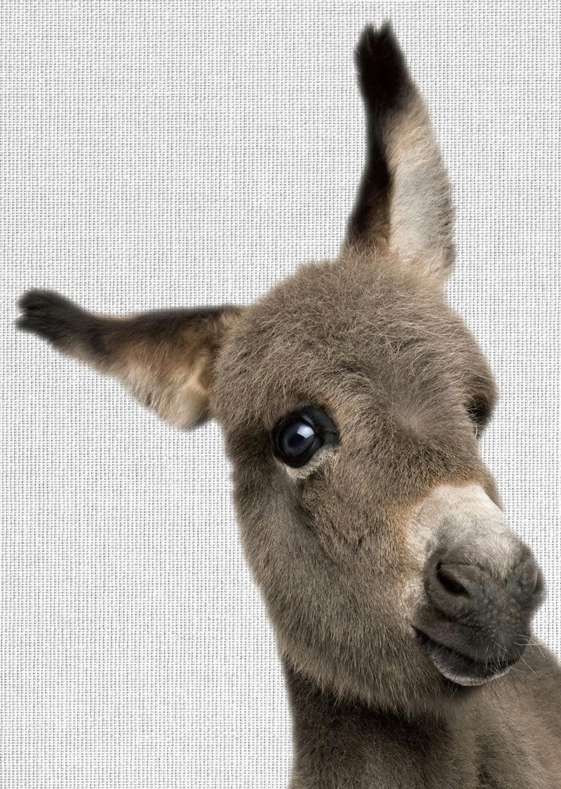 ANIMAL FUN - Tableau métal âne 32x45