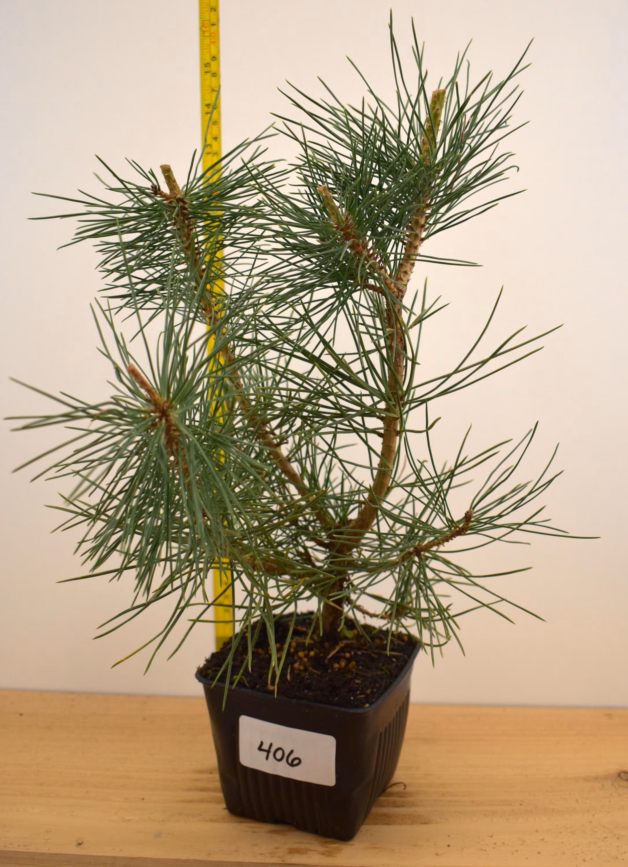 Japanese Black Pine 4 Year Old Trees - Pre Bonsai - Pick the exact tree you want!