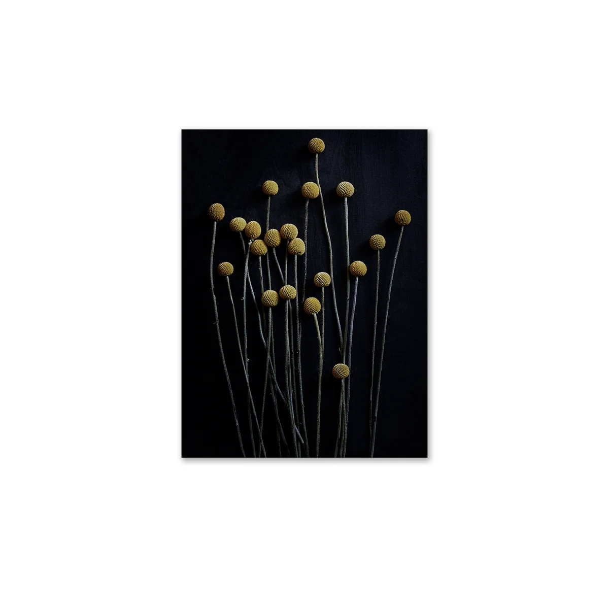 Paper Collective - Stillleben 01 (yellow drumstick), 50 x 70 cm