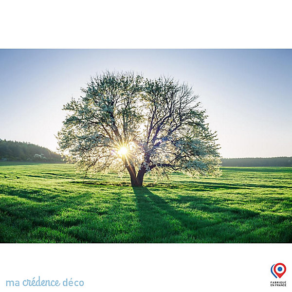 Crédence cuisine fond de hotte Arbre et lumière - Verre trempé - L 90 cm x H 60 cm - MaCrédenceDéco