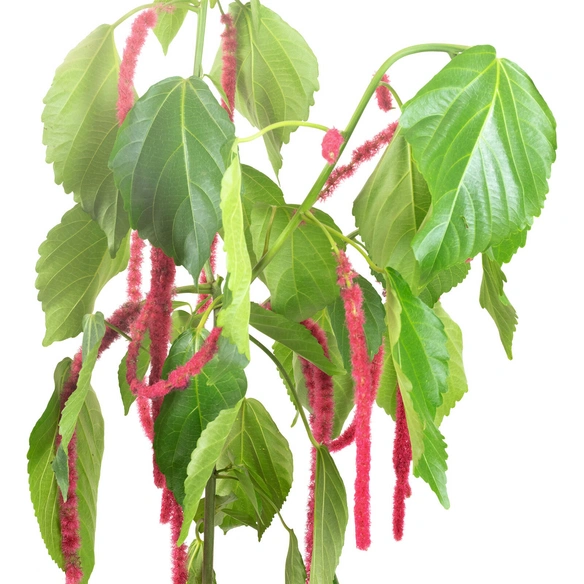 Katzenschwänzchen, Acalypha Hispida