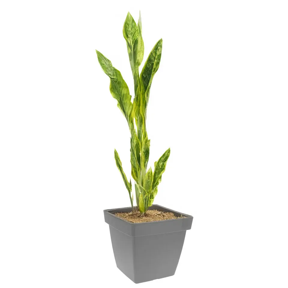 Pro Garden Plantenpot - grijs - D39 x H35 cm - kunststof