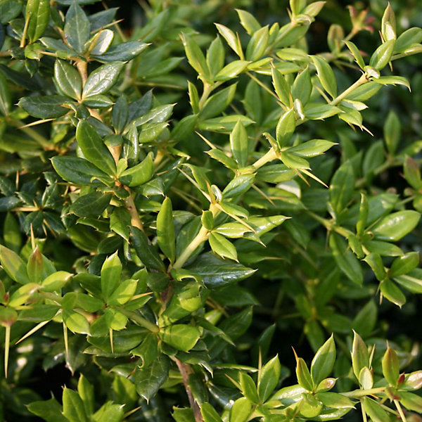 2 x épine-vinette - Berberis frikartii 'Amstelveen'- 25-30 cm pot