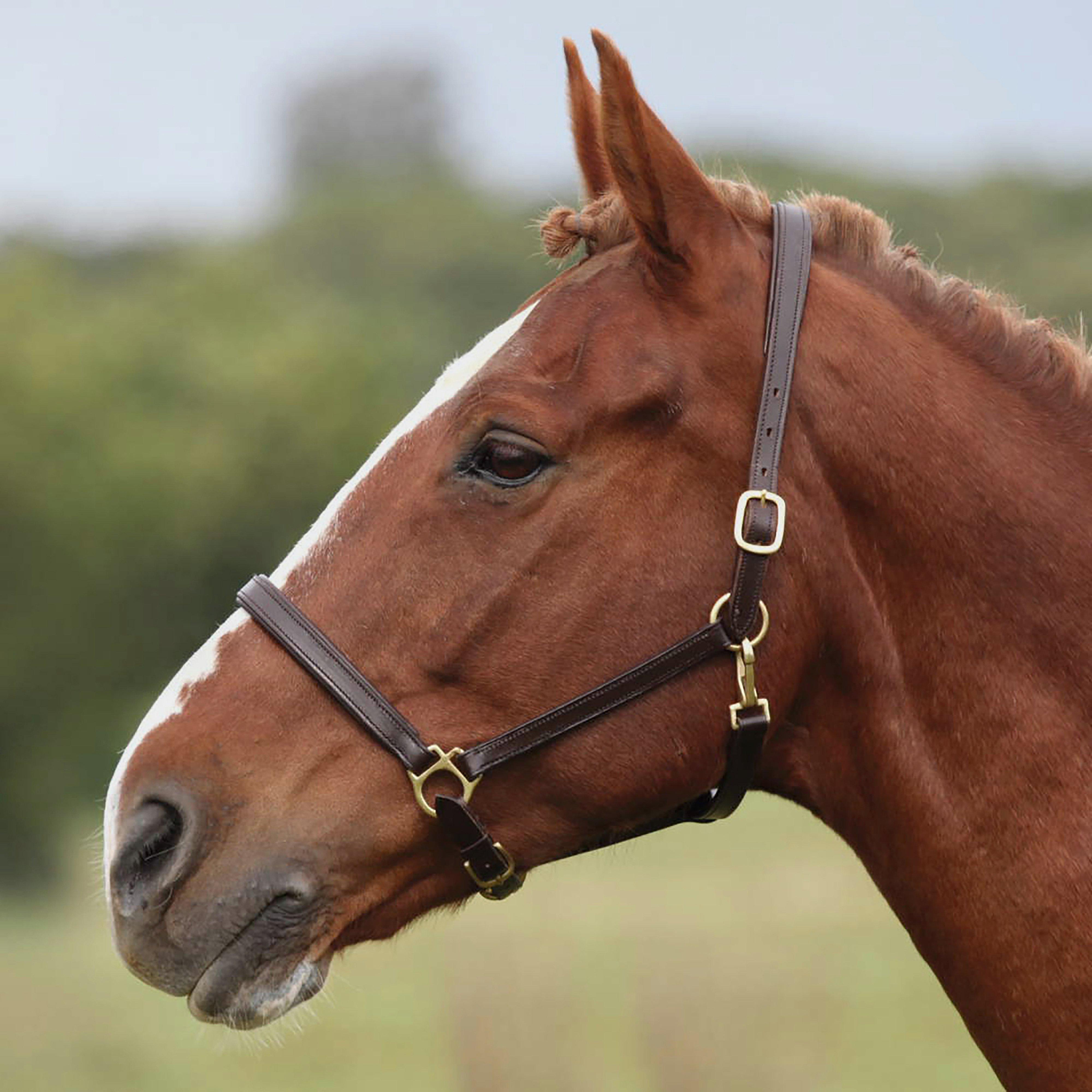 Ragley Leather Headcollar Brown