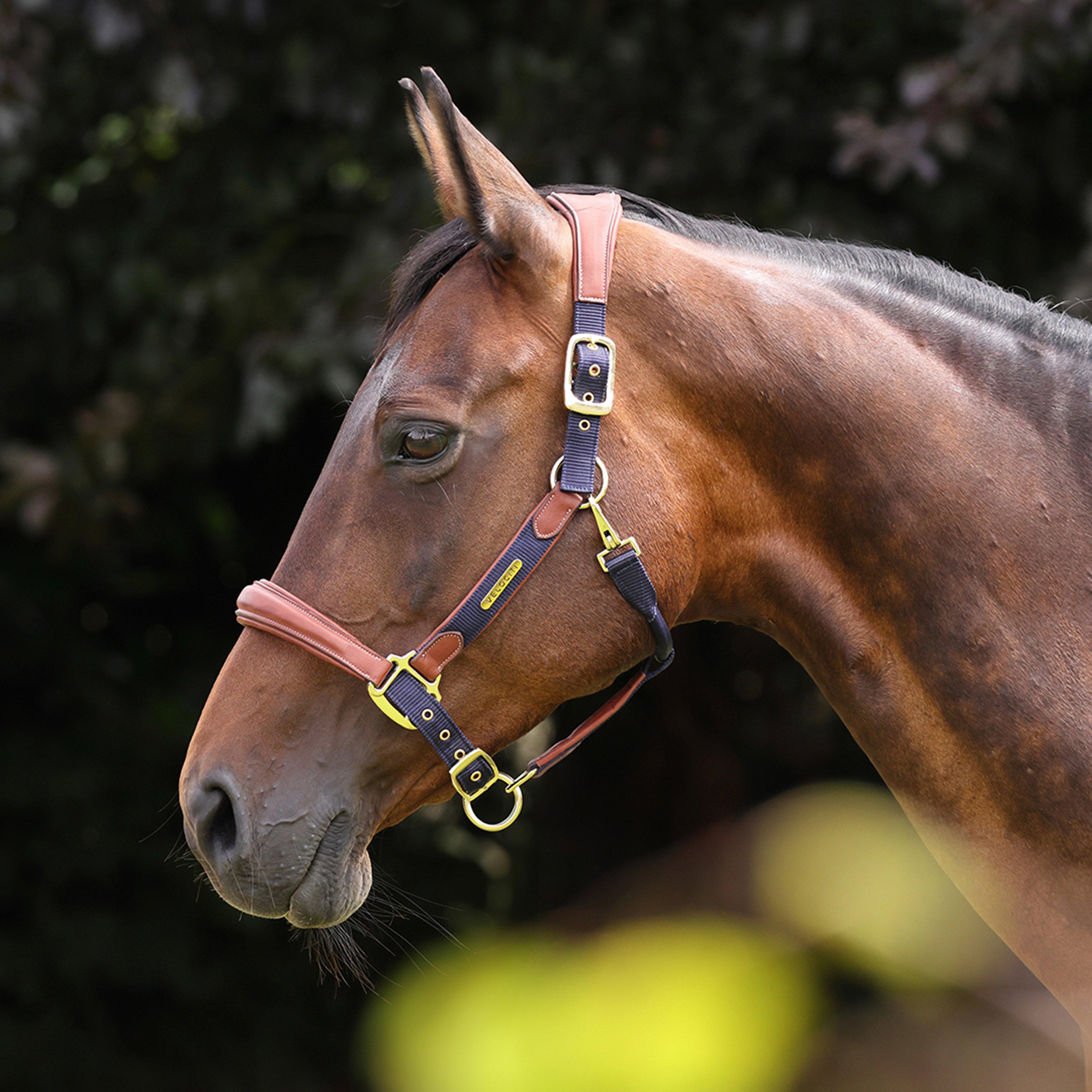 Velociti Lusso Padded Leather Headcollar