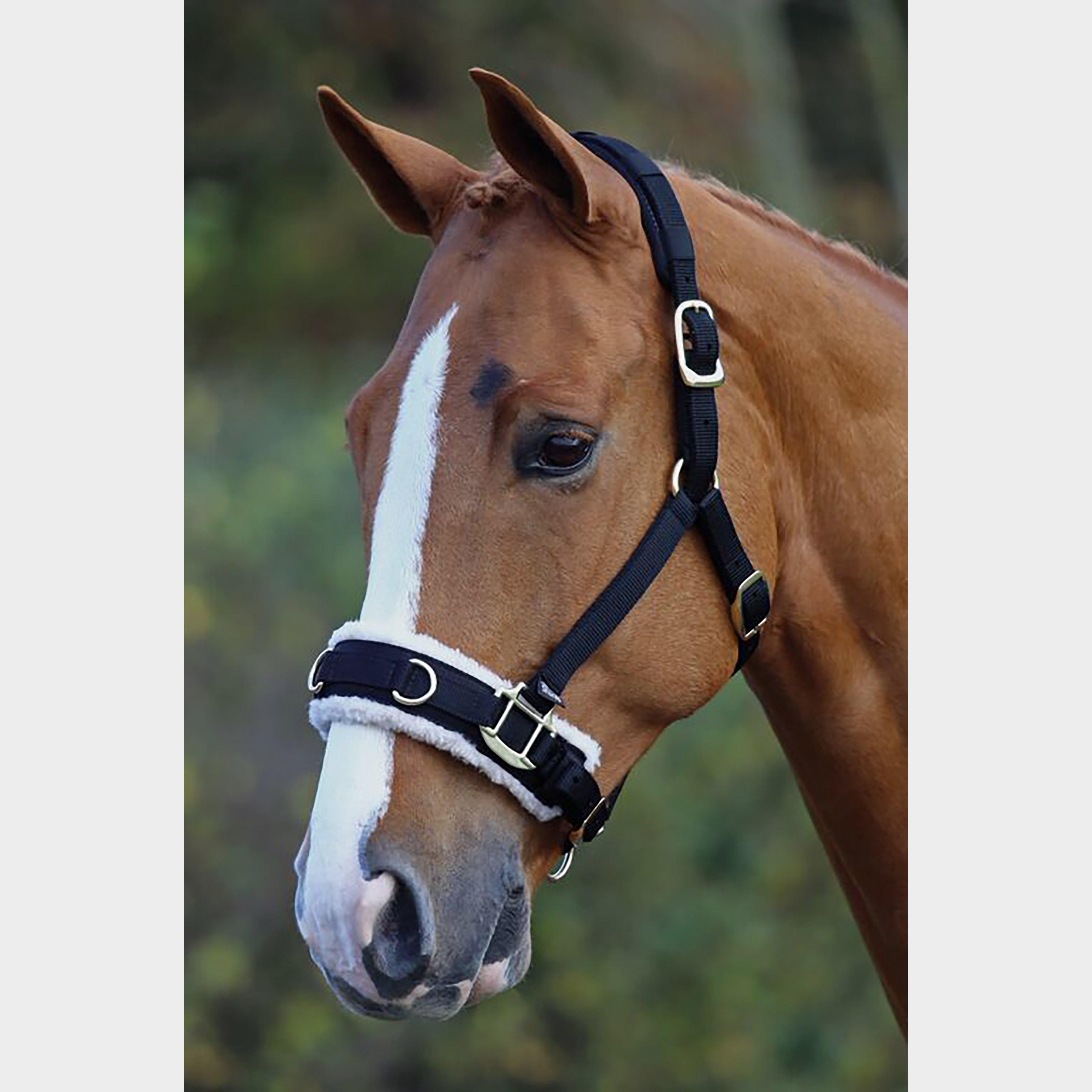 Fleece Lined Lunge Cavesson