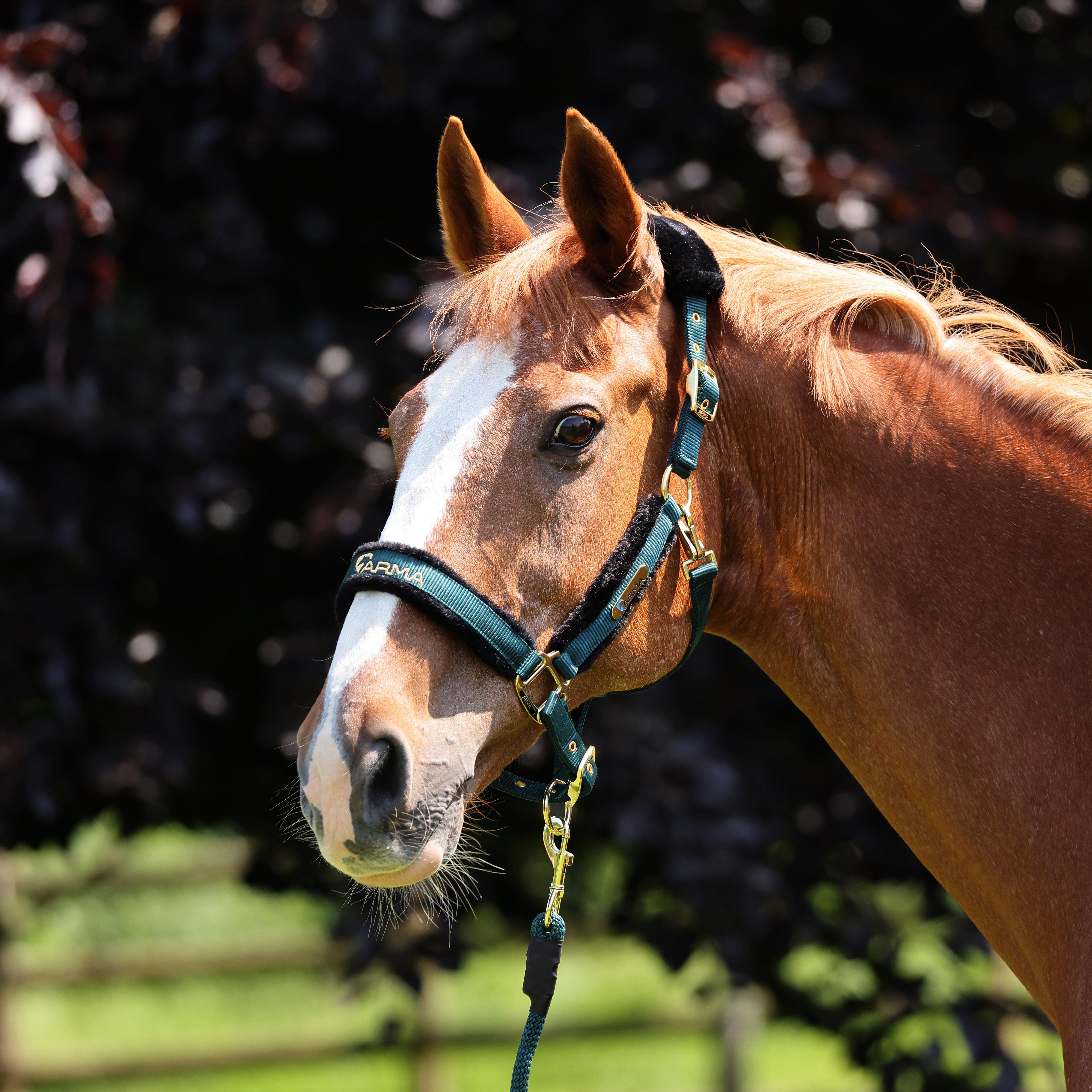 Logo Headcollar & Leadrope
