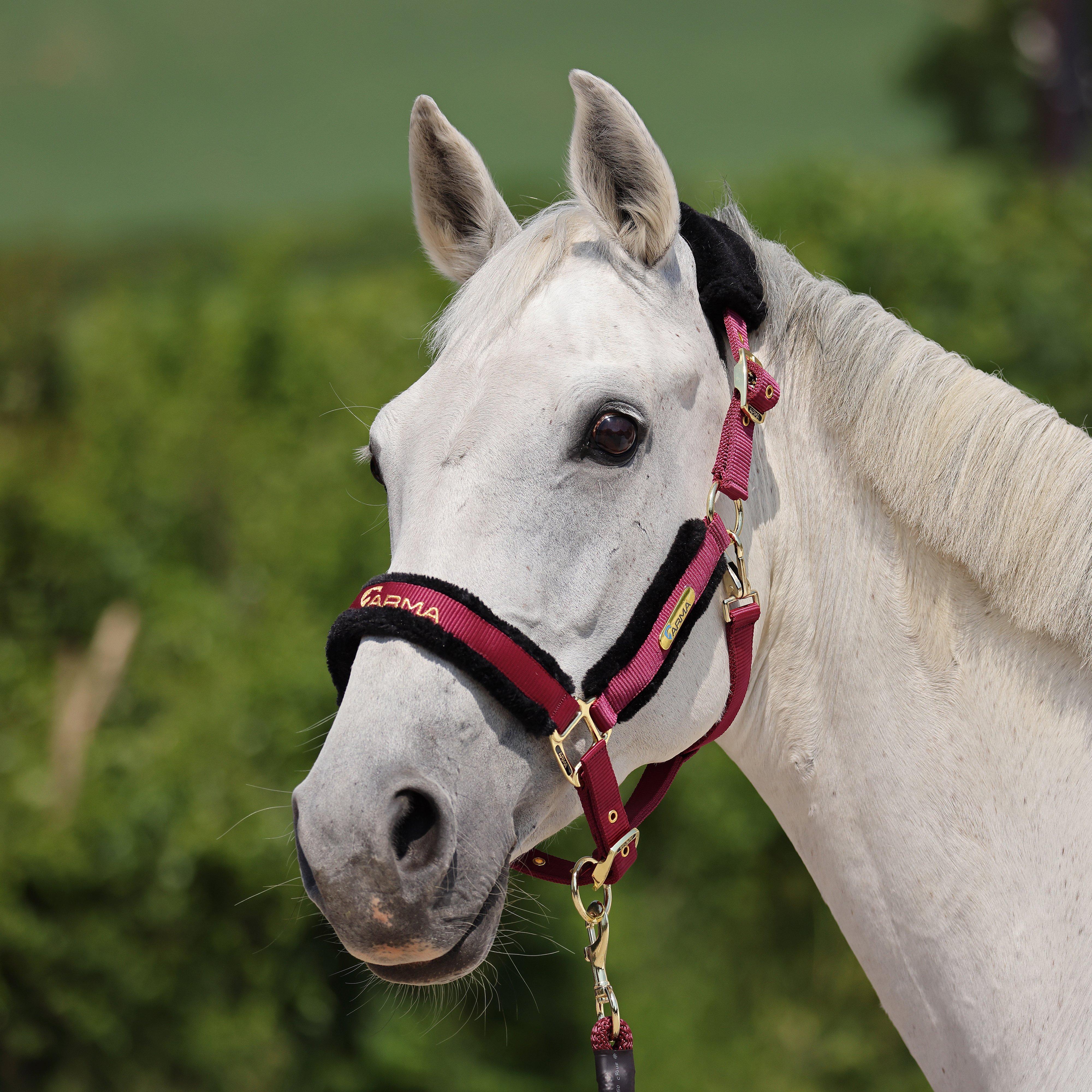 Logo Headcollar & Leadrope