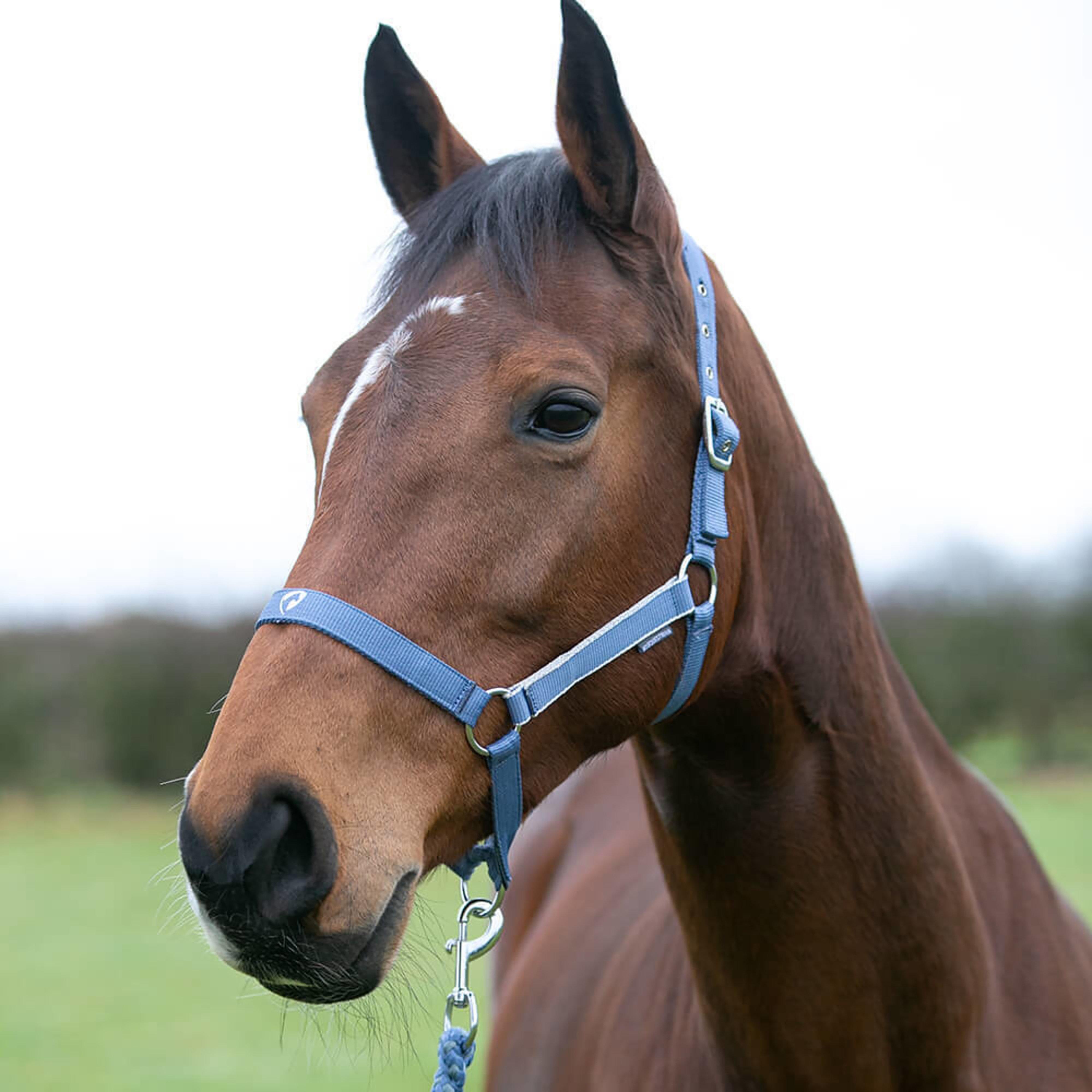 Synergy Horse Headcollar