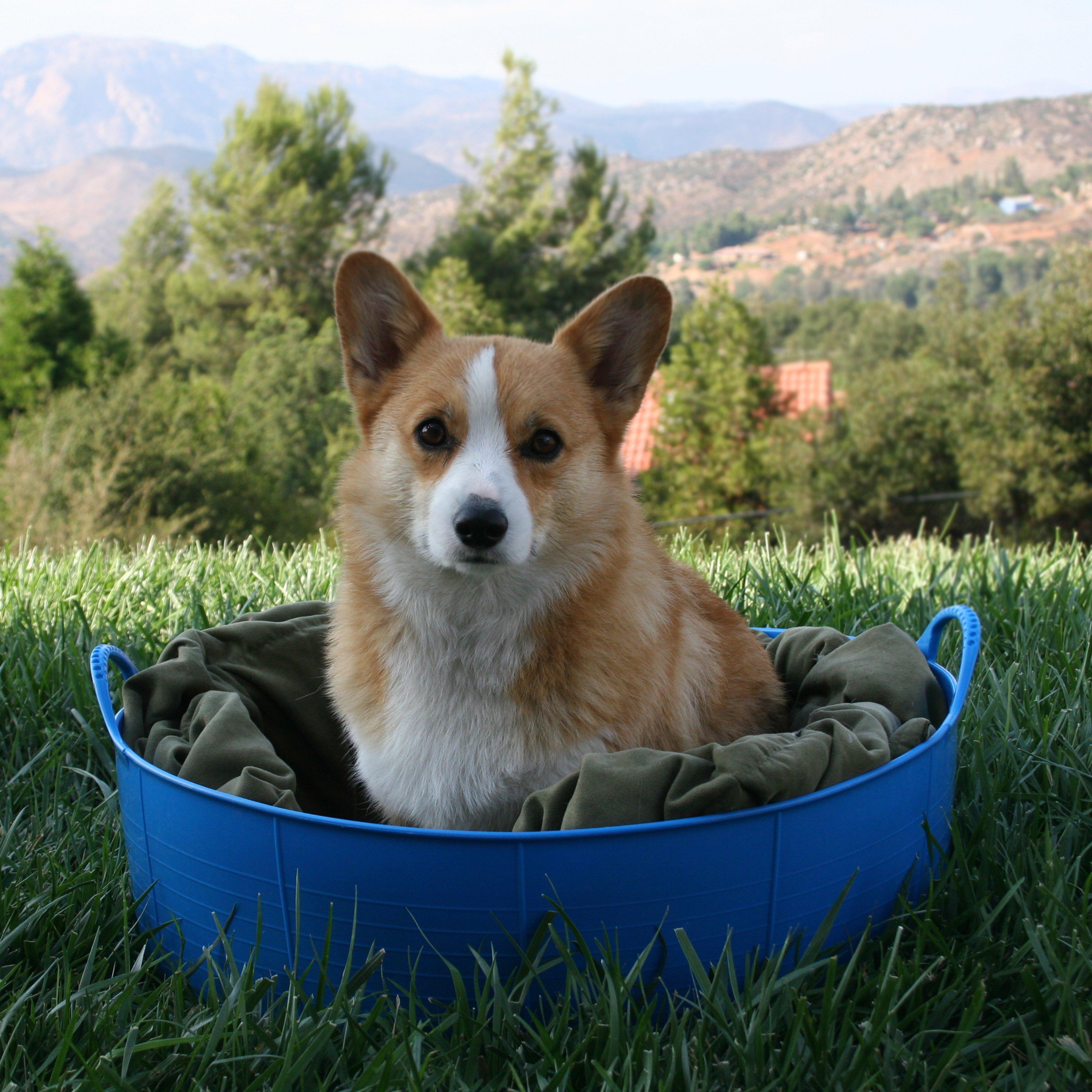 Shallow Gorilla Tub®