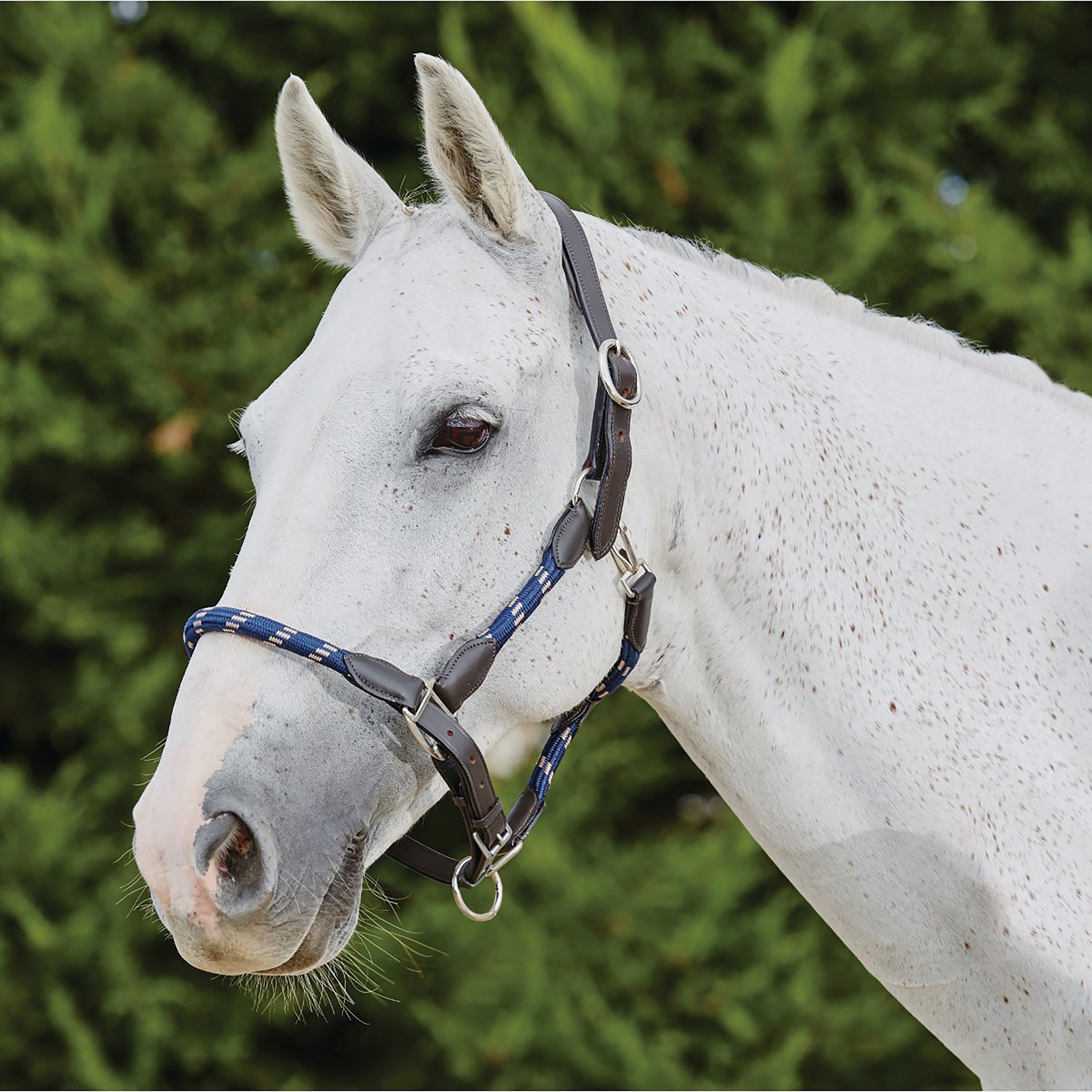 Leather Headcollar