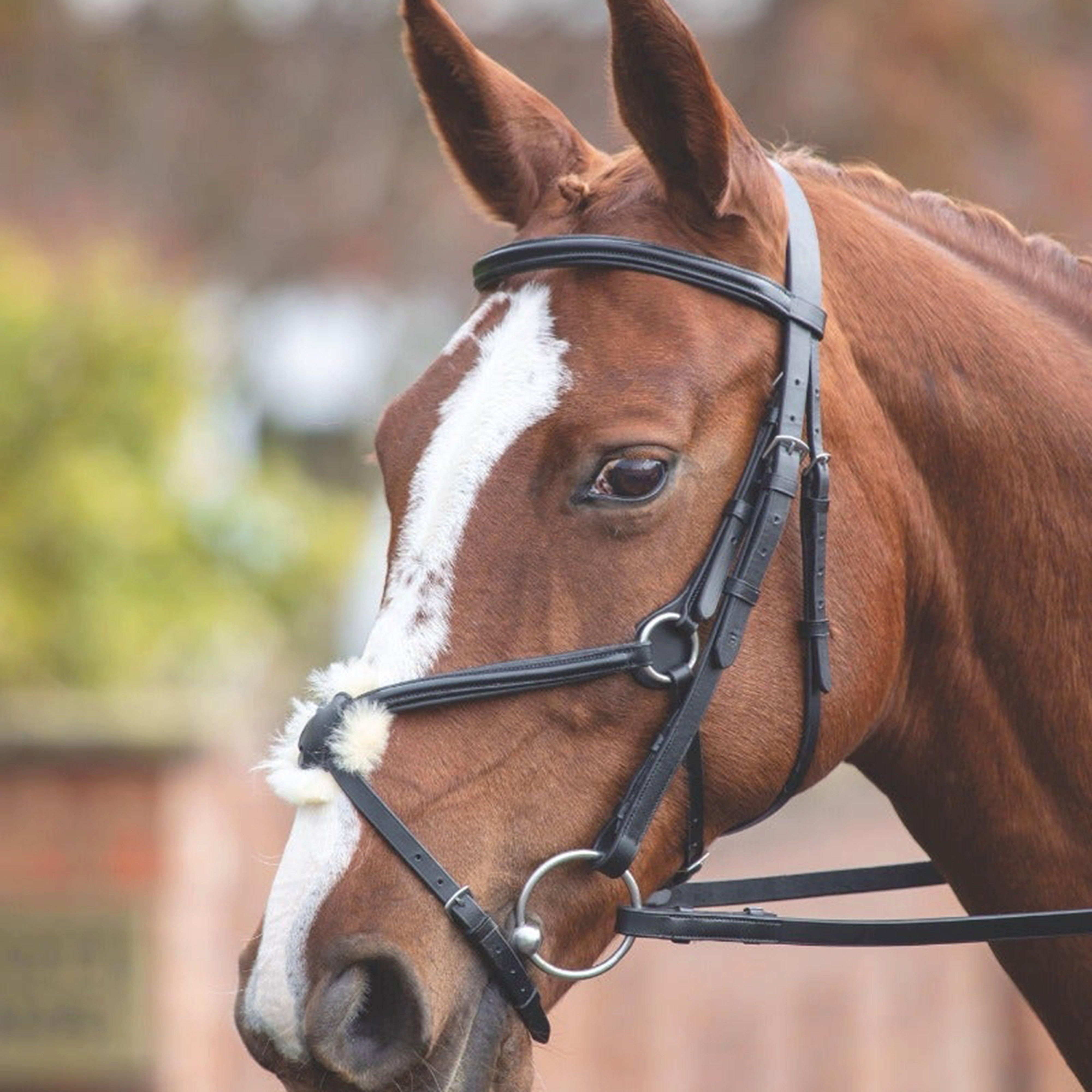 Mexican Bridle
