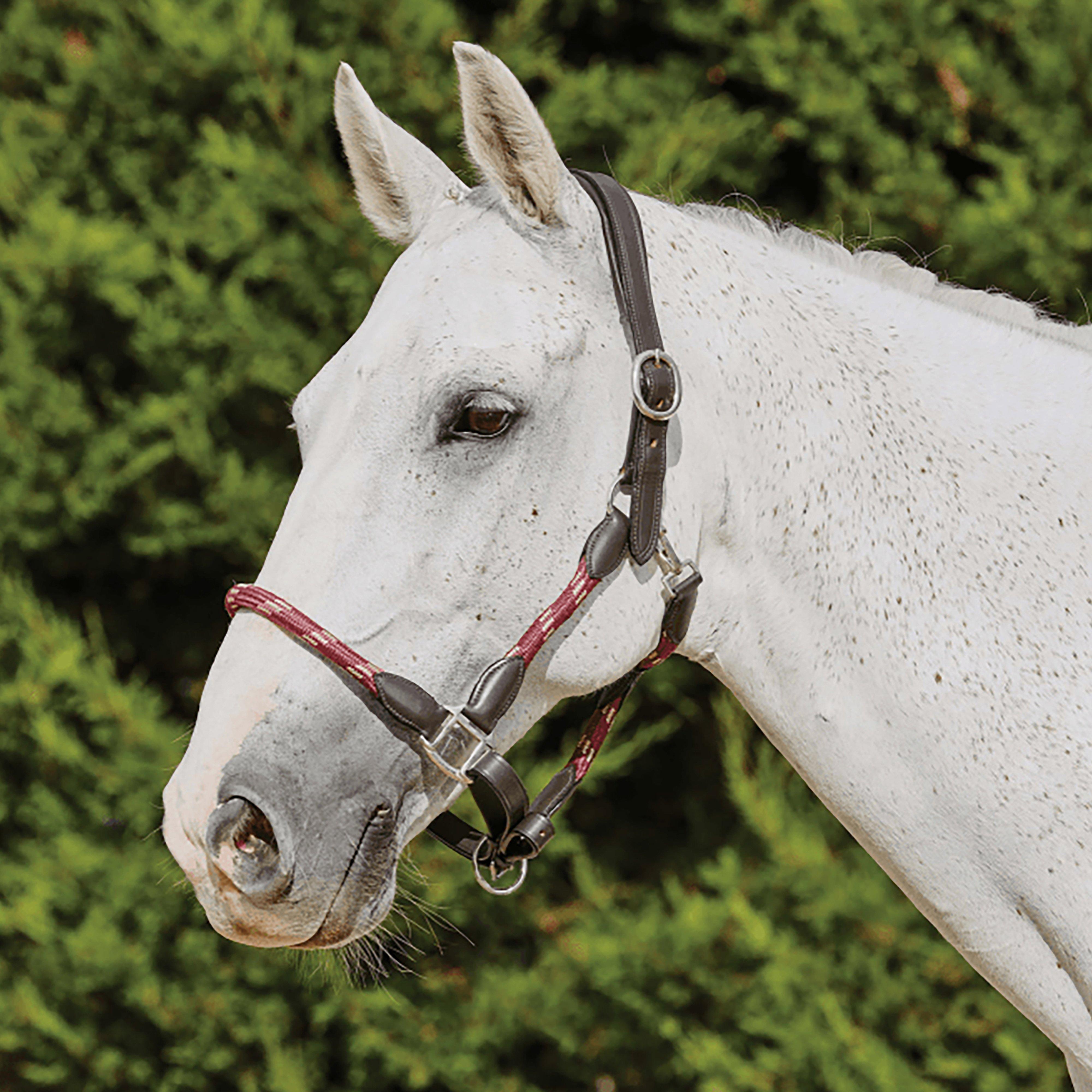 Leather Headcollar