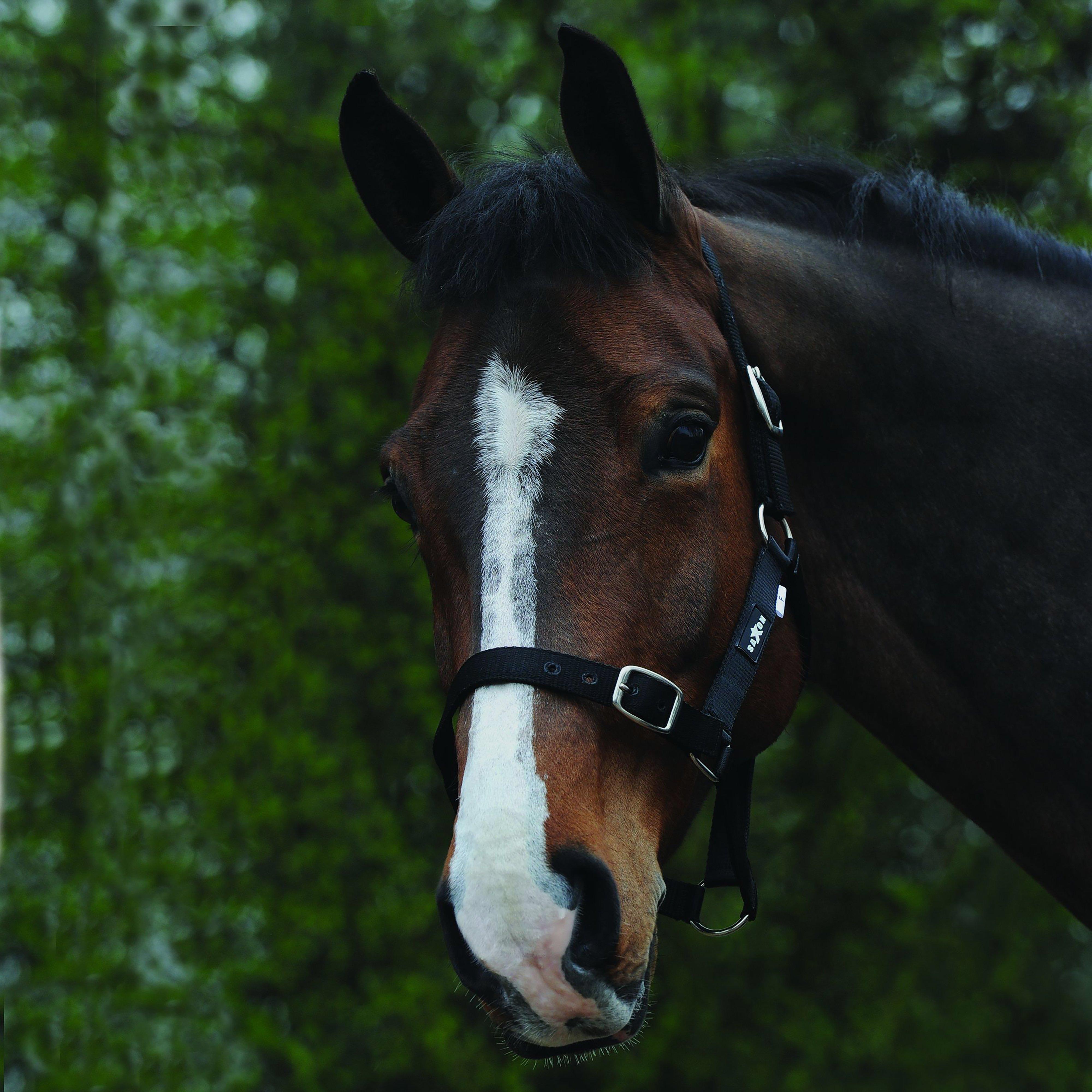 Economy Headcollar