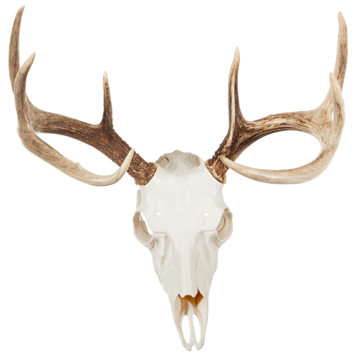 Mountain Mike's Reproductions Skull Master Antler Kit