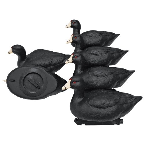 MOJO Outdoors Coot Confidence Duck Decoy 6-Pack