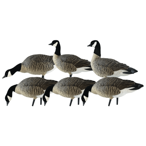 Avian-X AXP Full-Body Lesser Goose Decoy Combo Pack