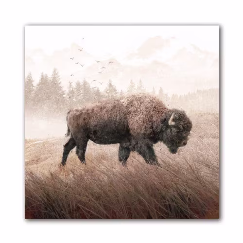 Scott Kennedy Lone Buffalo by Cody Johnson Gallery Wrapped Canvas