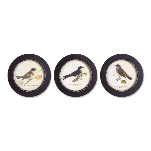 Melrose International Framed Encyclopedia Bird Print Set of 3