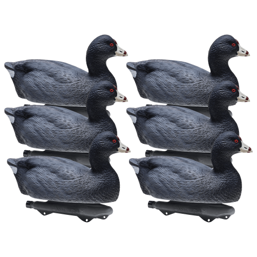 Northern Flight Coot Decoys