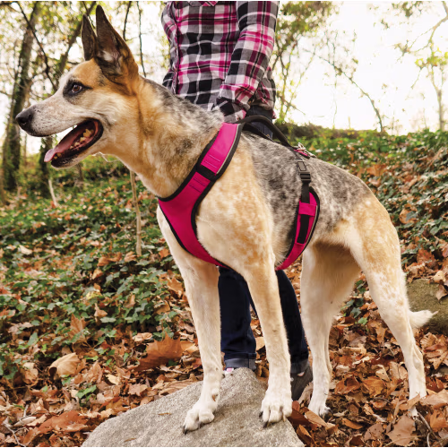 PetSafe EasySport Dog Harness