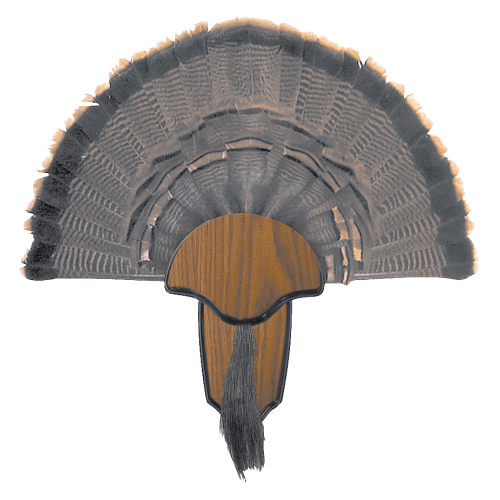Hunter's Specialties Turkey Tail and Beard Mount Kit