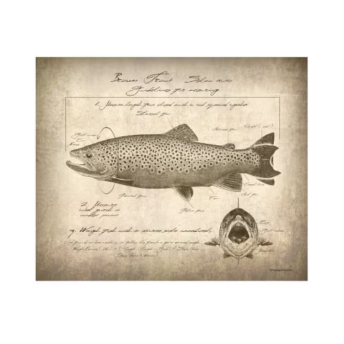 Scott Kennedy Vintage Brown Trout Identification Block Mount