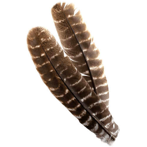 Cabela's Ozark Turkey Quill Barred