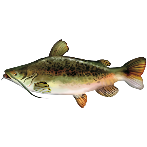 Bass Pro Shops Giant Stuffed Catfish for Kids