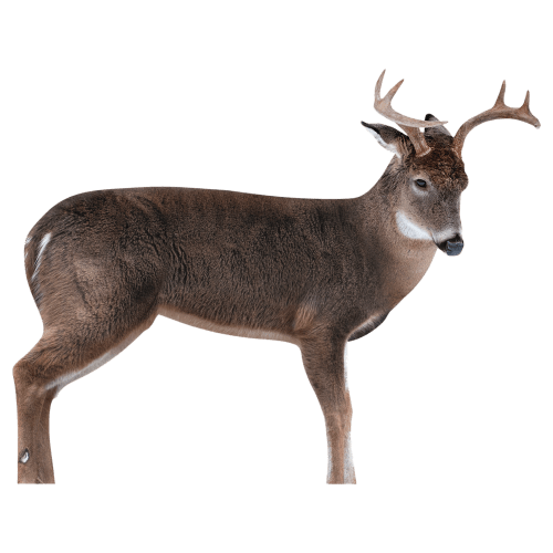 Montana Decoy The Freshman Whitetail Buck Decoy