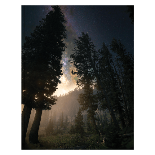Denik Towering Trees Notebook