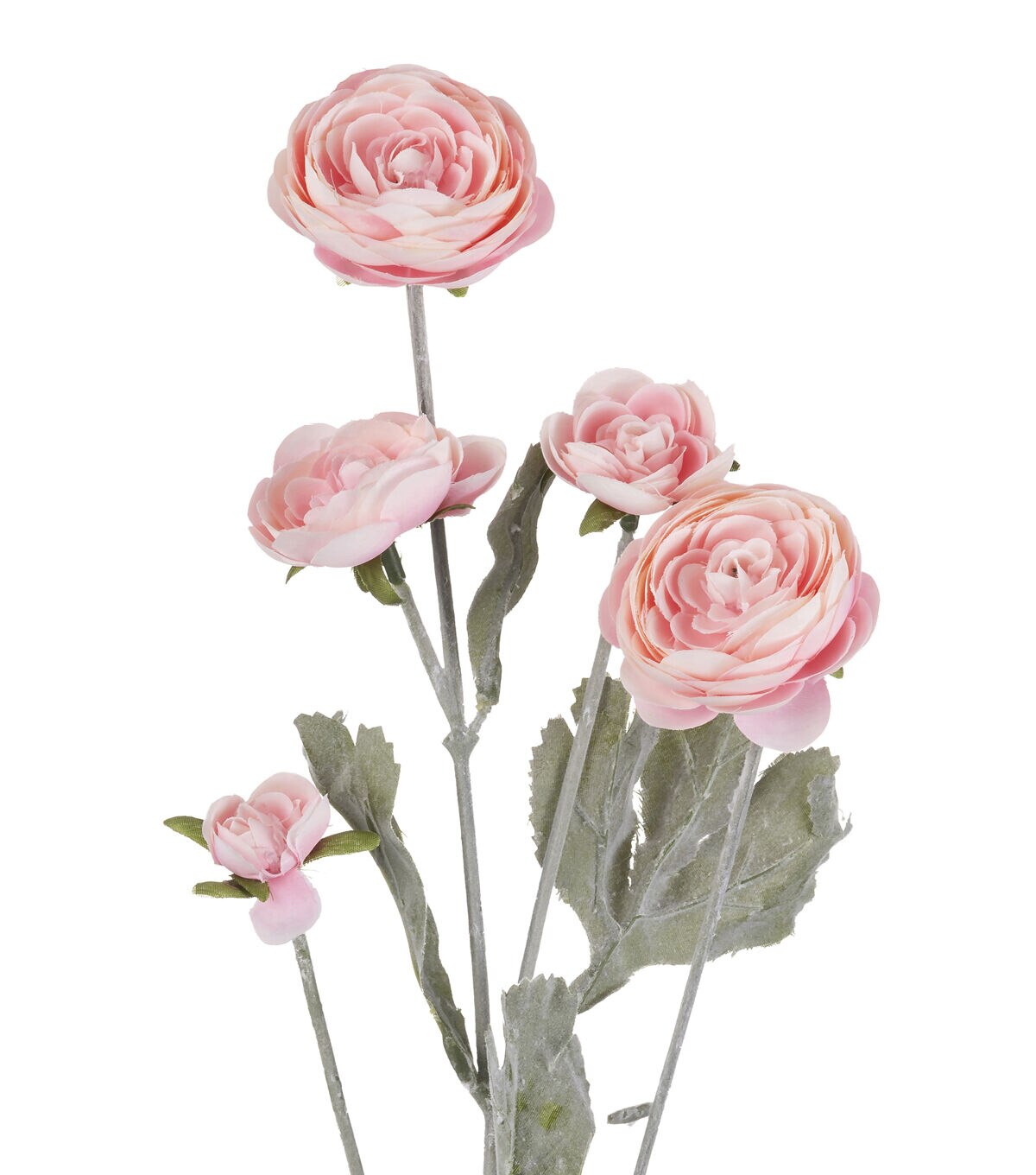 27 Pink Ranunculus Stem by Bloom Room