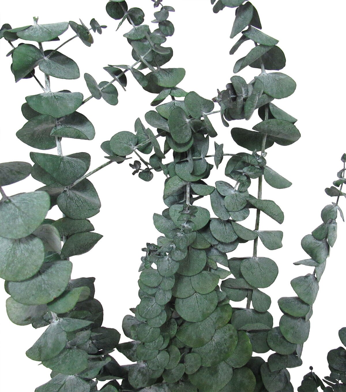 29 Dried Baby Eucalyptus Bouquet by Bloom Room