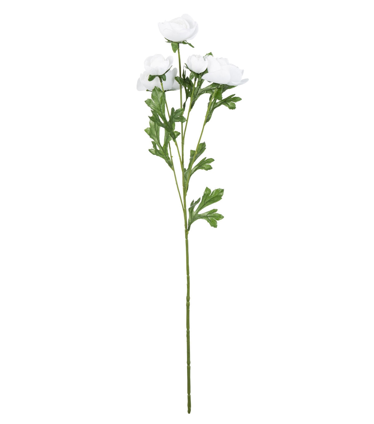 27 White Ranunculus Stem by Bloom Room