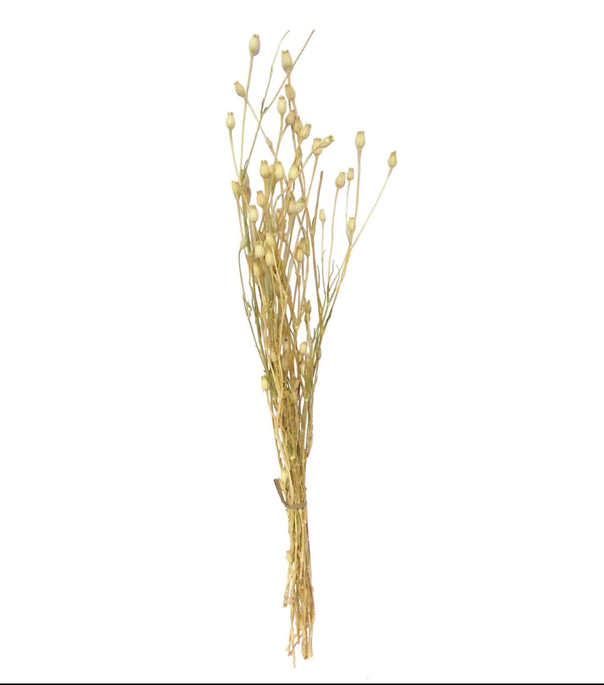 27 Natural Florentine Dried Bouquet by Bloom Room