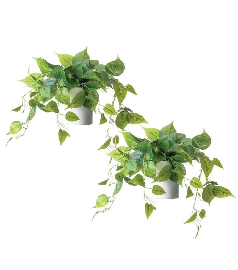 Forever Leaf Artificial Ivy Foliage Plant in White Ceramic Pot 2pk