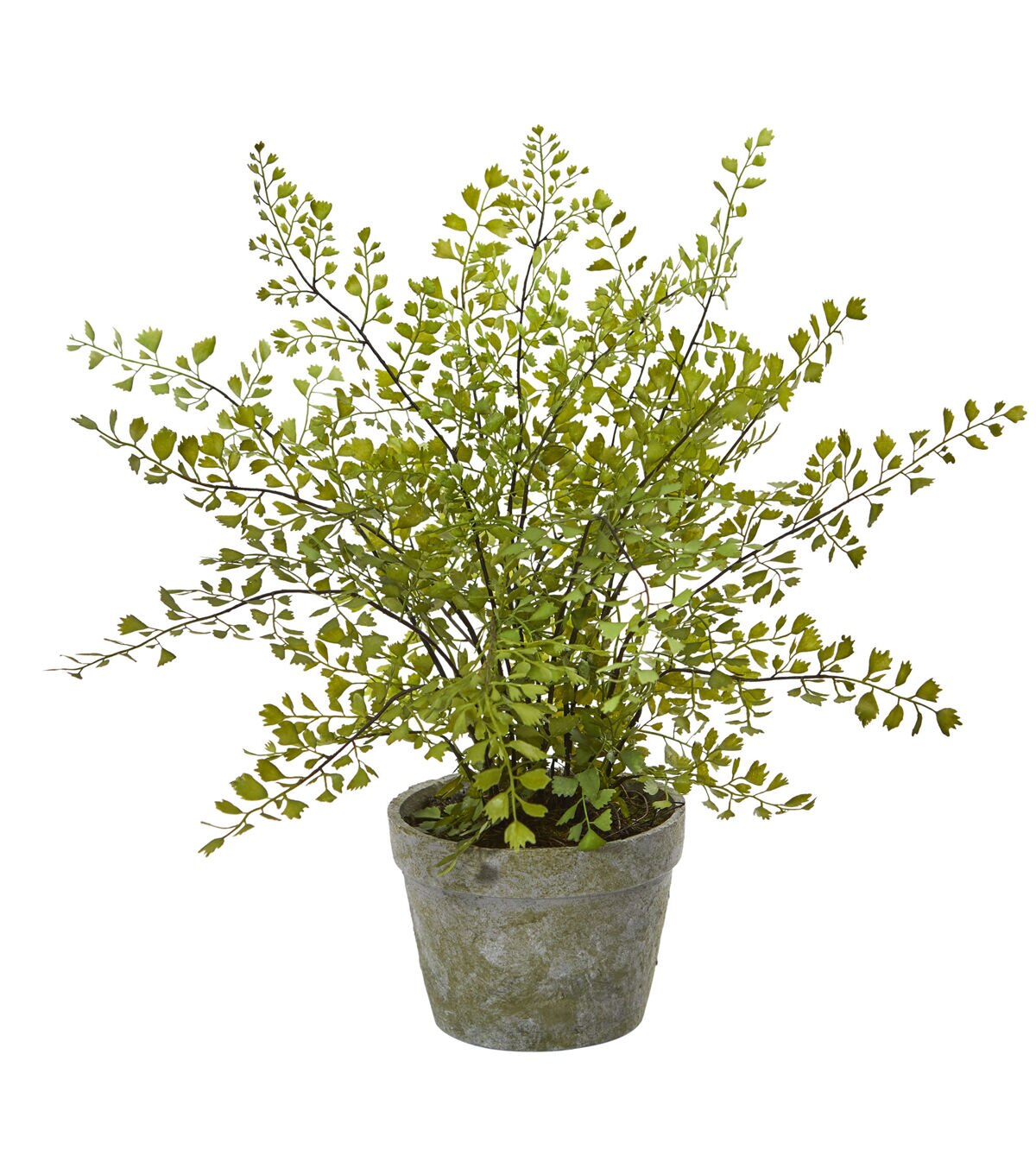 Nearly Natural Maiden Hair Plant in Decorative Vase