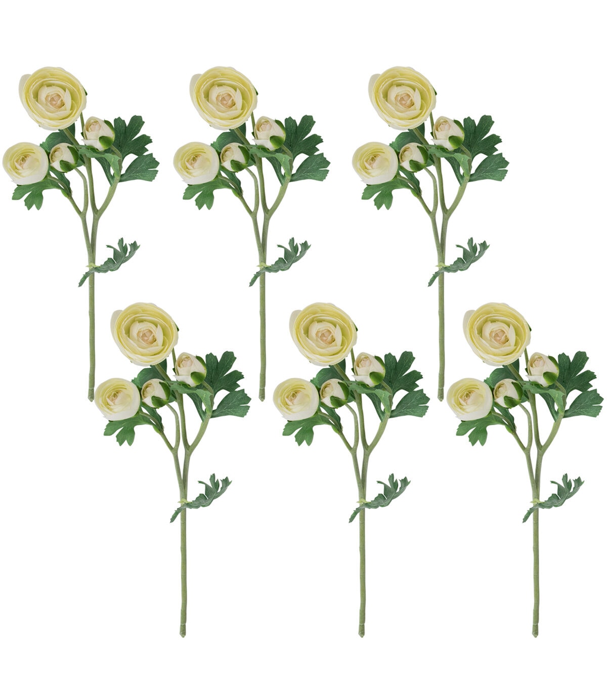 Northlight 21 Cream Ranunculus Stems 6ct