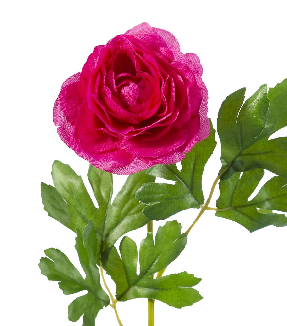 16 Pink Ranunculus Stem by Bloom Room