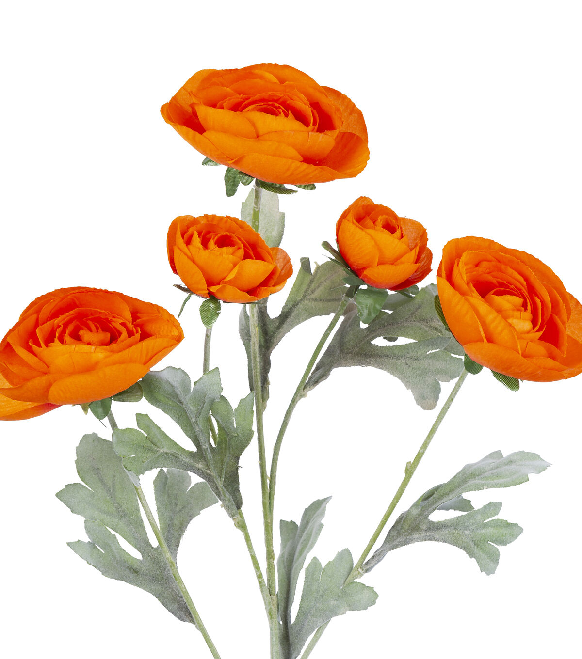 27 Orange Ranunculus Stem by Bloom Room