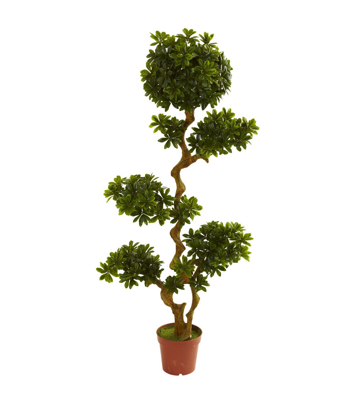 Nearly Natural 5' UV Resistant Indoor Outdoor Pittosporum in Planter