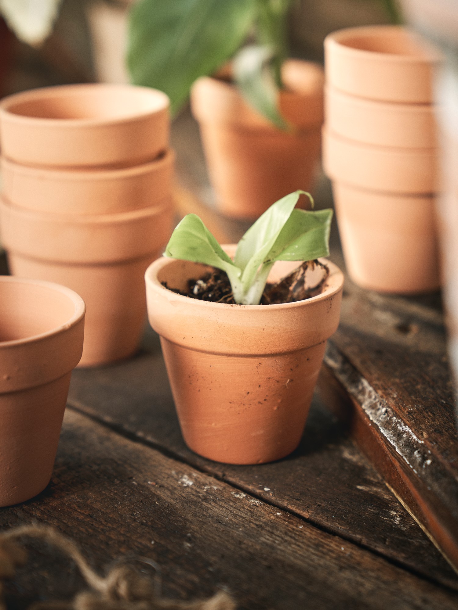 Terracotta seedling pots