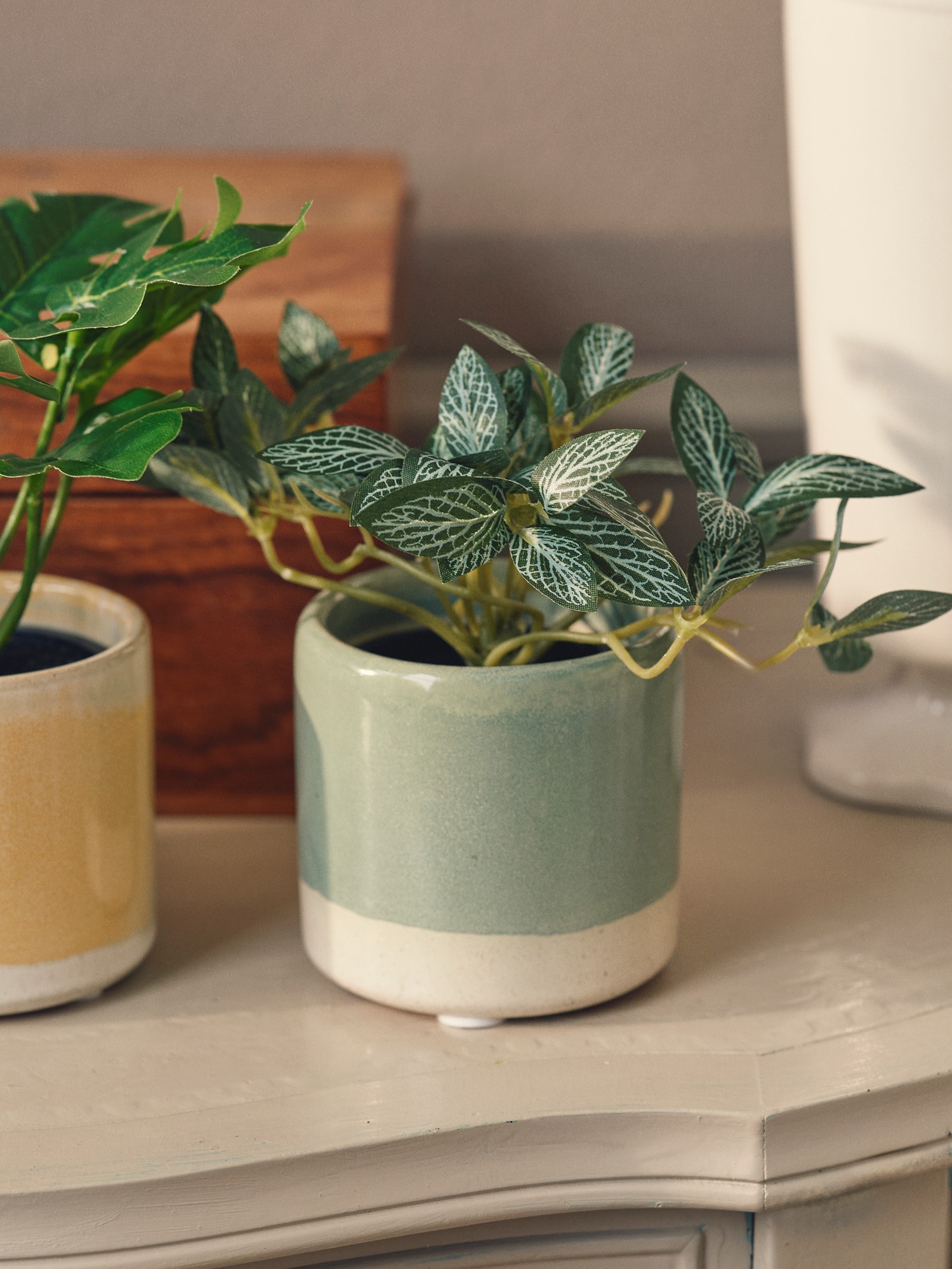 Artificial fittonia in pot