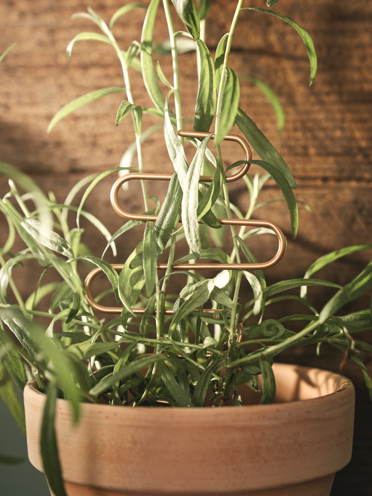 Plant support stick