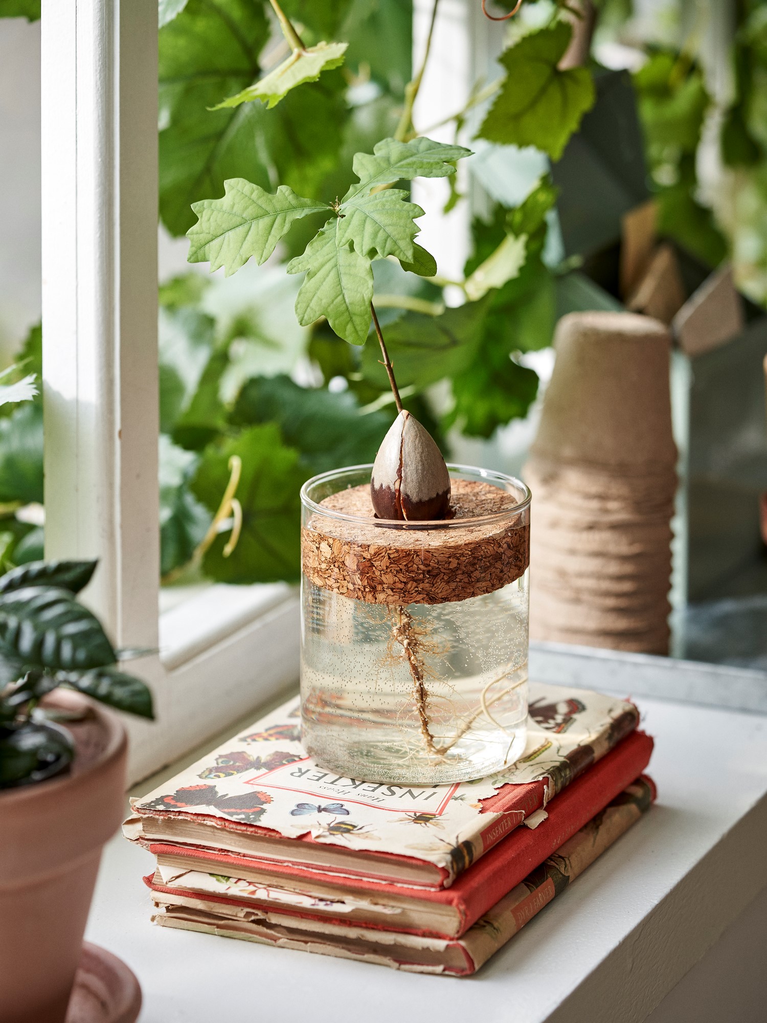 Avocado growing set