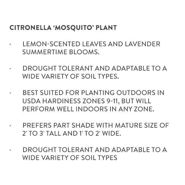 Citronella Mosquito Plant in Trade Gallon