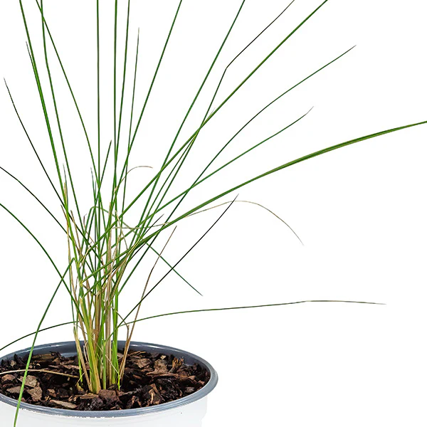 Karl Forester Grass in Trade Gallon