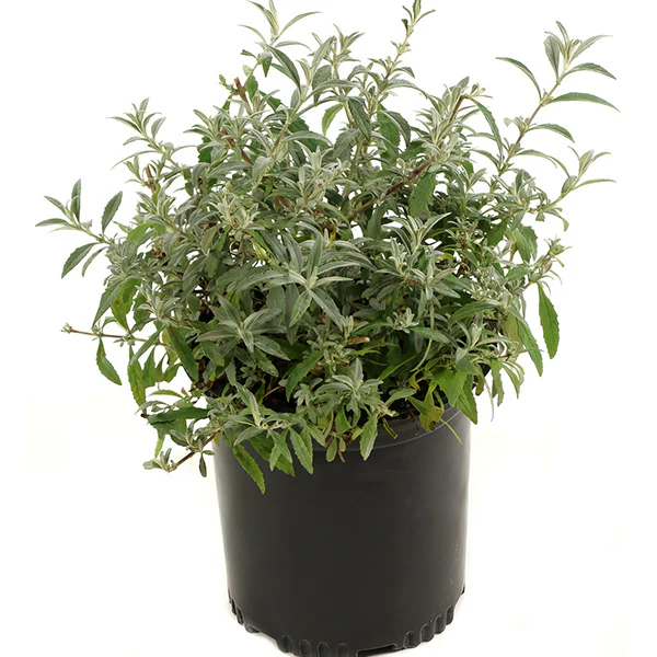 Buddleia Lochinch