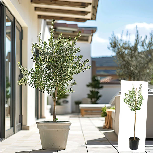 Olive Tree